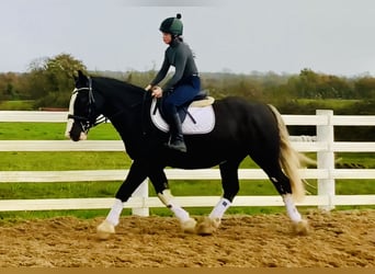 Cob, Gelding, 4 years, 15,3 hh, Black