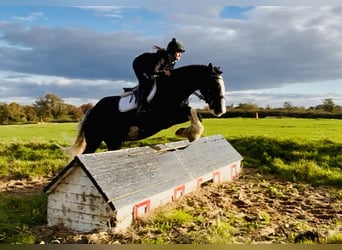 Cob, Gelding, 4 years, 15,3 hh, Black