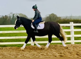Cob, Gelding, 4 years, 15,3 hh, Black