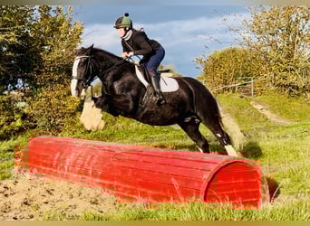 Cob, Gelding, 4 years, 15,3 hh, Black