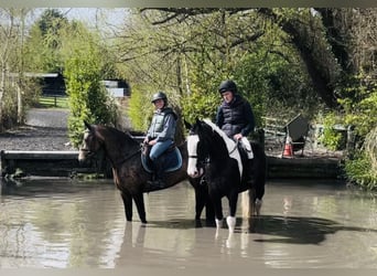 Cob, Gelding, 4 years, 16 hh, Pinto