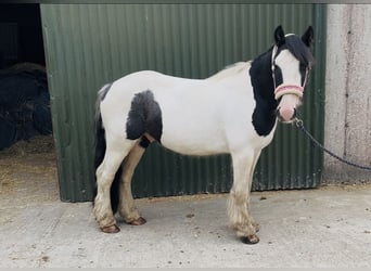 Cob, Gelding, 5 years, 12.1 hh, Pinto