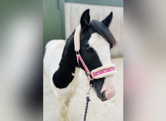 Cob, Gelding, 5 years, 12.1 hh, Pinto
