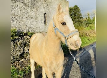 Cob, Gelding, 5 years, 12.2 hh, Palomino