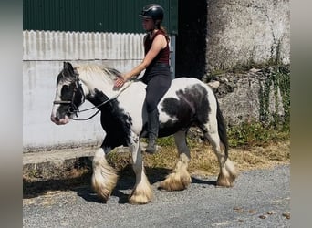 Cob, Gelding, 5 years, 12.2 hh, Pinto