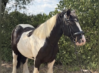 Cob Mix, Gelding, 5 years, 12.2 hh, Tobiano-all-colors