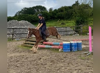 Cob, Gelding, 5 years, 12 hh