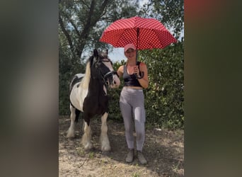 Cob Mix, Gelding, 5 years, 13.2 hh, Tobiano-all-colors