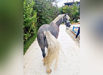 Cob, Gelding, 5 years, 13,3 hh, Gray-Blue-Tan