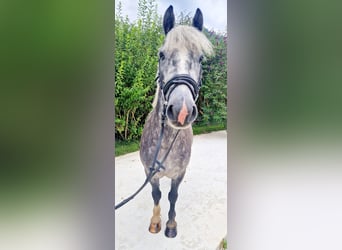 Cob, Gelding, 5 years, 13,3 hh, Gray-Blue-Tan