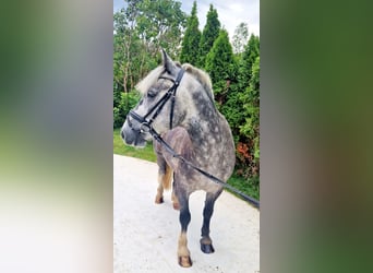 Cob, Gelding, 5 years, 13,3 hh, Gray-Blue-Tan