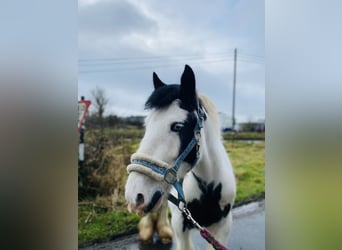 Cob, Gelding, 5 years, 13 hh, Pinto