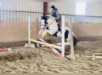 Cob, Gelding, 5 years, 13 hh, Pinto