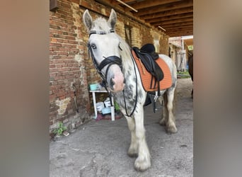 Cob, Gelding, 5 years, 13,2 hh, Tobiano-all-colors