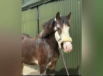 Cob, Gelding, 5 years, 14.1 hh, Black