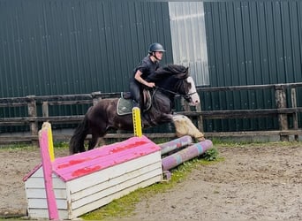 Cob, Gelding, 5 years, 14.1 hh, Black