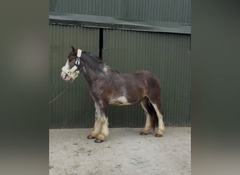 Cob, Gelding, 5 years, 14.1 hh, Black