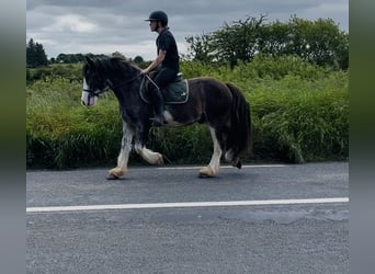 Cob, Gelding, 5 years, 14.1 hh, Black