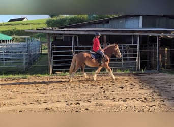 Cob, Gelding, 5 years, 14.1 hh, Chestnut-Red