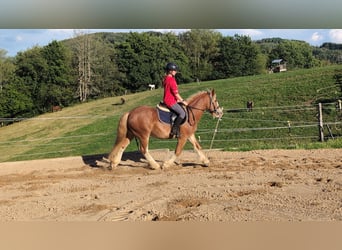 Cob, Gelding, 5 years, 14.1 hh, Chestnut-Red