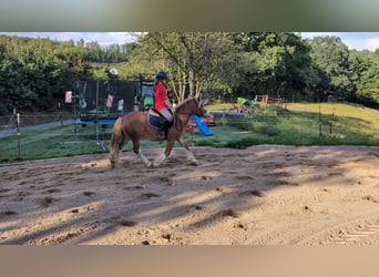 Cob, Gelding, 5 years, 14.1 hh, Chestnut-Red