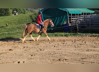 Cob, Gelding, 5 years, 14.1 hh, Chestnut-Red