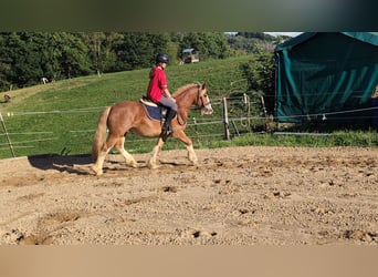Cob, Gelding, 5 years, 14.1 hh, Chestnut-Red
