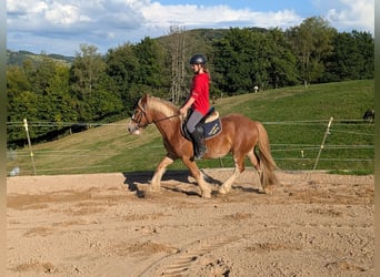 Cob, Gelding, 5 years, 14.1 hh, Chestnut-Red