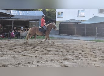 Cob, Gelding, 5 years, 14.1 hh, Chestnut-Red
