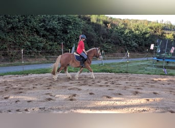 Cob, Gelding, 5 years, 14.1 hh, Chestnut-Red