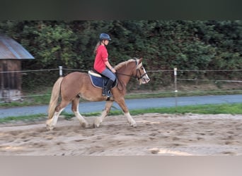 Cob, Gelding, 5 years, 14.1 hh, Chestnut-Red