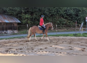 Cob, Gelding, 5 years, 14.1 hh, Chestnut-Red