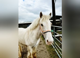 Cob, Gelding, 5 years, 14.1 hh, Palomino