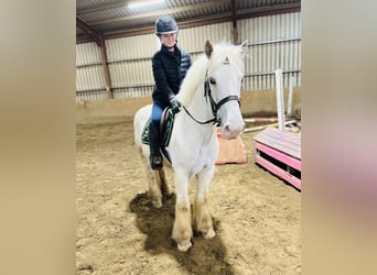 Cob, Gelding, 5 years, 14.1 hh, Palomino