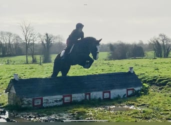 Cob, Gelding, 5 years, 14.2 hh, Black