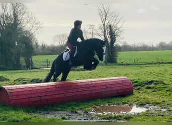 Cob, Gelding, 5 years, 14.2 hh, Black