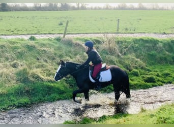 Cob, Gelding, 5 years, 14.2 hh, Black