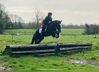 Cob, Gelding, 5 years, 14.2 hh, Black