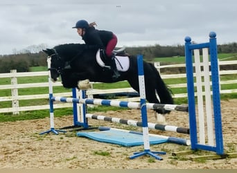 Cob, Gelding, 5 years, 14.2 hh, Black