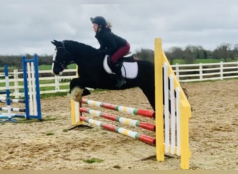 Cob, Gelding, 5 years, 14.2 hh, Black