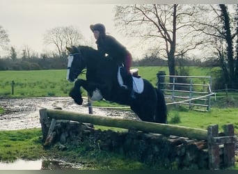 Cob, Gelding, 5 years, 14.2 hh, Black