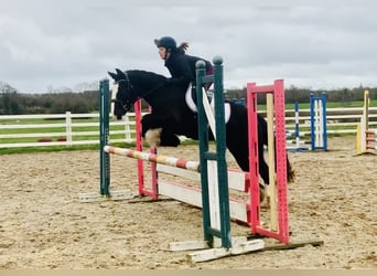 Cob, Gelding, 5 years, 14.2 hh, Black