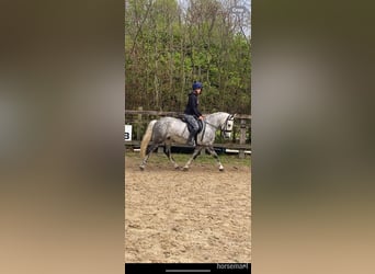 Cob, Gelding, 5 years, 14 hh, Gray