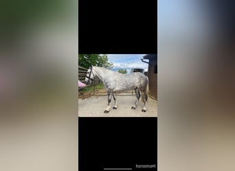 Cob, Gelding, 5 years, 14 hh, Gray