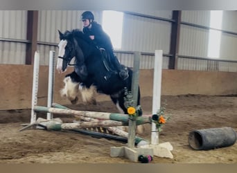 Cob, Gelding, 5 years, 14,2 hh, Black