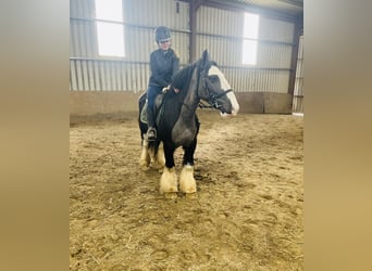 Cob, Gelding, 5 years, 14,2 hh, Black
