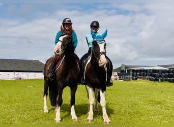 Cob, Gelding, 5 years, 14,2 hh, Pinto
