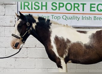 Cob, Gelding, 5 years, 14,2 hh, Pinto