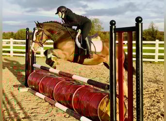 Cob, Gelding, 5 years, 14,3 hh, Brown