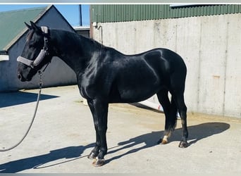 Cob, Gelding, 5 years, 15,1 hh, Black